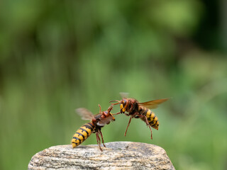 Hornisse (Vespa crabro)