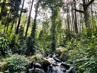 Mountain water flow in a fresh green tropical forest with natural stones and natural green moss.