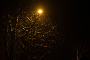 Tree at night streetlight on a dark background with rain