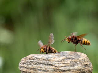 Hornisse (Vespa crabro)
