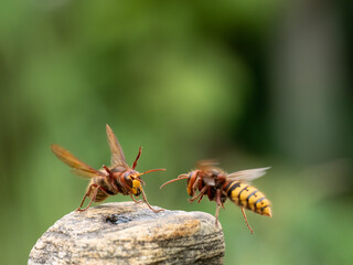 Hornisse (Vespa crabro)