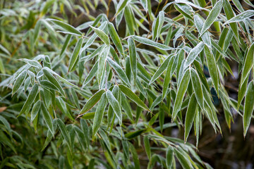 Frozen Bamboo Plant Leaves in a Garden in Winter