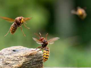 Hornisse (Vespa crabro)