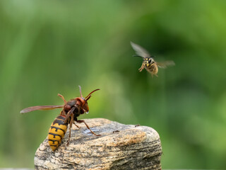 Hornisse (Vespa crabro)