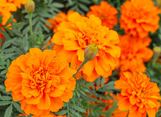 あかぼり小菊の里　マリーゴールド43