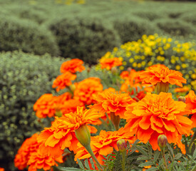 あかぼり小菊の里　マリーゴールド39