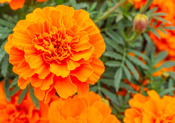 あかぼり小菊の里　マリーゴールド37