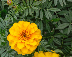 あかぼり小菊の里　マリーゴールド35