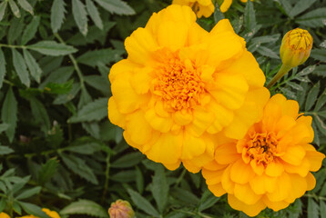 あかぼり小菊の里　マリーゴールド31