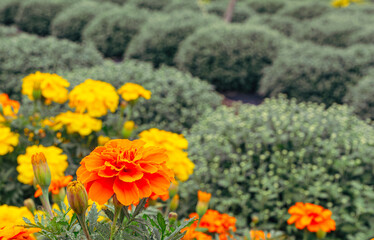 あかぼり小菊の里　マリーゴールド34
