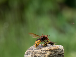 Hornisse (Vespa crabro)