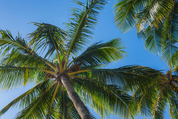 Tall palm trees with green fronds extend outward, viewed from below, set against a vibrant blue sky in a tropical setting, likely in Hawaii.