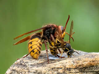 Hornisse überfällt Wespe