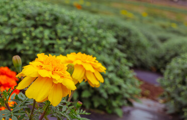 あかぼり小菊の里　マリーゴールド28