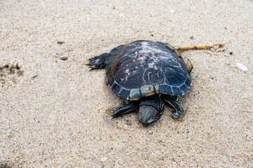 Turtle with detailed shell resting on sandy beach with traces