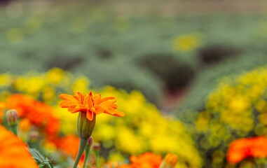 あかぼり小菊の里　マリーゴールド13