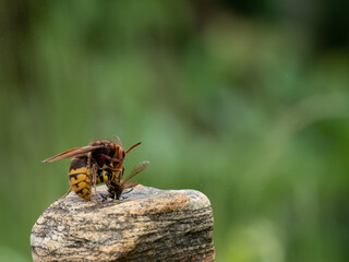 Hornisse (Vespa crabro)