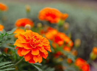 あかぼり小菊の里　マリーゴールド12