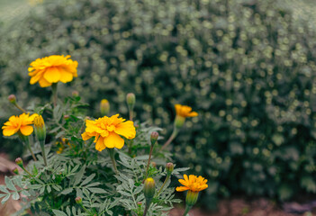 Fototapeta premium あかぼり小菊の里 マリーゴールド8