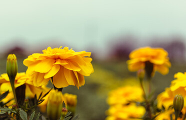 あかぼり小菊の里　マリーゴールド3