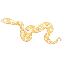 Golden snake isolated on a white background