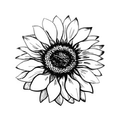 Monochrome hand-drawn sunflower sketch. Engraved floral illustration, perfect for coloring books, tattoos and label designs. Graphic and detailed.