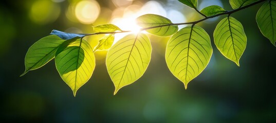 Sunlight Through Spring Foliage Backlit Branch with Vibrant Green Leaves, Defocused Background