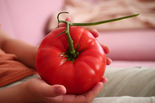 A child is holding a very large tomato in his hand, about 500 grams of tomato weight,