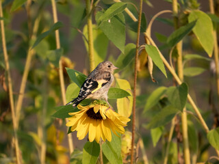 Stieglitz (Carduelis carduelis)