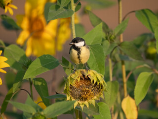 Kohlmeise (Parus major) auf Sonnenblume