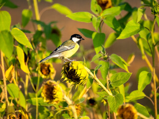 Kohlmeise (Parus major) auf Sonnenblume