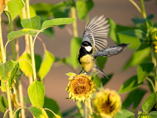 Kohlmeise (Parus major) auf Sonnenblume