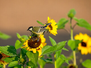Kohlmeise (Parus major) auf Sonnenblume