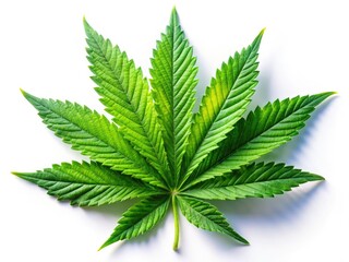 High-resolution image of Cannabis sativa leaves, isolated on white.