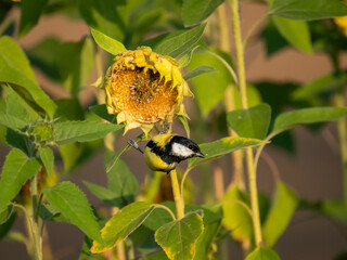 Kohlmeise (Parus major) auf Sonnenblume