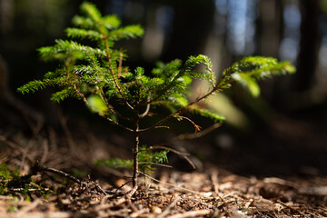 Abstract Baby Pine Trees Growing in Maine Woods Background