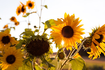 Sunflowers in Bloom Yellow Flowers and Sun