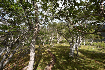 Mt. Nikko-Shirane, Gunma, Tochigi, Japan