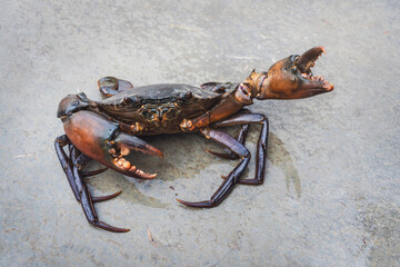 Orange Serrated Mud Crab - Scylla olivacea. alive giant black crab male large claws from nature in the mangrove forests of Thailand.