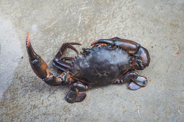 Orange Serrated Mud Crab - Scylla olivacea. alive giant black crab male large claws from nature in the mangrove forests of Thailand.
