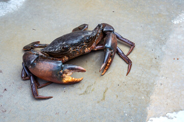 Orange Serrated Mud Crab - Scylla olivacea. alive giant black crab male large claws from nature in...
