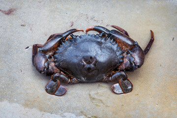 Orange Serrated Mud Crab - Scylla olivacea. alive giant black crab male large claws from nature in the mangrove forests of Thailand.