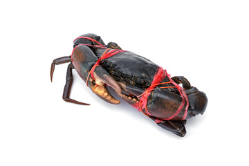 Orange Serrated Mud Crab - Scylla olivacea. Live giant black crab male large claws tied with rope from the Thai seafood market isolated on white background.