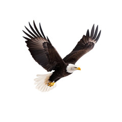 Obraz premium Bald eagle in flight against a white isolated background.