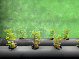 Green plant cultivation. Growth, Vegetable, organic food and gardering concept