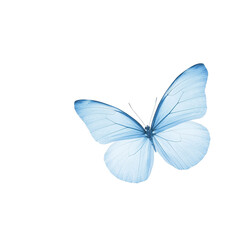 Obraz premium Beautiful blue butterfly, white isolated background, isolated on a transparent background.