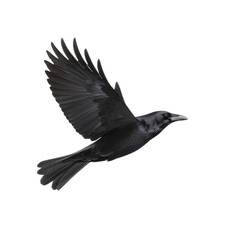 Naklejka premium Black crow in flight, with wings spread, white isolated background