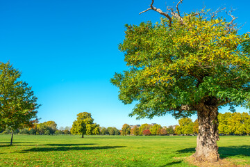Autumn in Clapham Common park. London, England