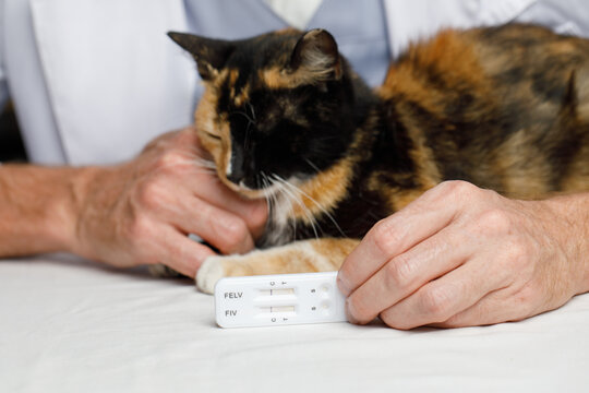 Negative diagnostic test and healthy cat pet in veterinarian indoor