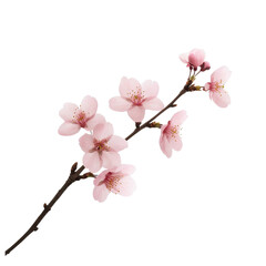 Delicate pink cherry blossoms on a branch, isolated on white background., isolated on a transparent background.